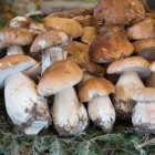 где купить белые грибы 