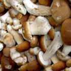 белые грибы цена 700 р. за 1 кг