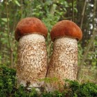 свежие грибы подосиновики
