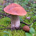 заказать грибы подосиновики из леса