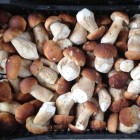 замороженные белые грибы цена