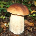 лесные белые грибы