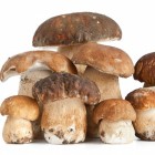 цена свежих белых грибов