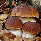белые грибы свежие в москве
