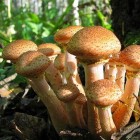 грибы опята в Москве